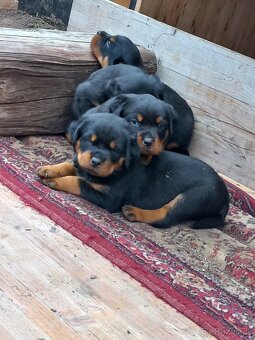 Nabízím rotvajler štěňátka - 2