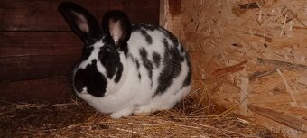 Prodám samici nar.8/ 2024 - 2