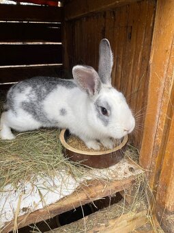 Samice králíka domácího - 2