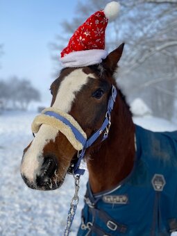 Pony KHV 137 cm (kat.B) 8 letý poník - 2