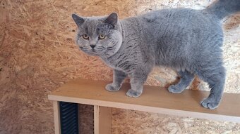 Britský kocour ke krytí s PP - 2