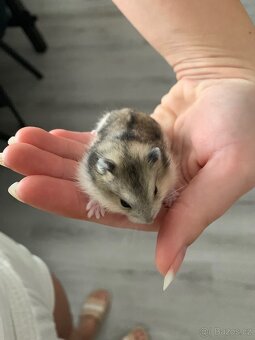 Křeček džungarský - 2