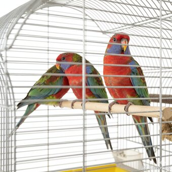 Krásná velká Klec - 2