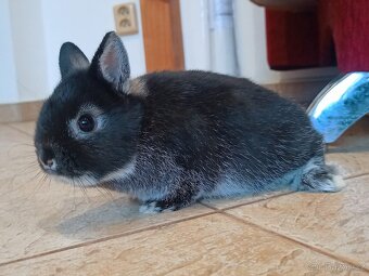 Zakrslý bílopesíkatý černý sameček - 2