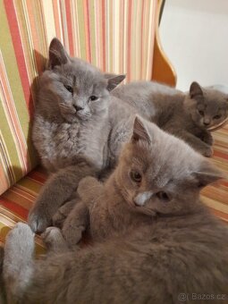 Britská koťata - 2