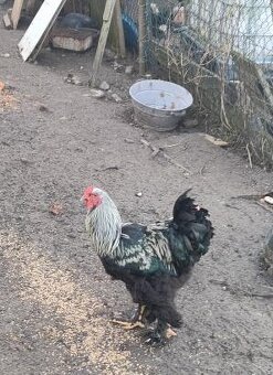 Brahmánka  velká kohout - 2