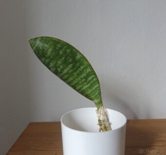 Tchynin jazyk, Sansevieria - 2