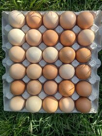 Vajíčka z domácího volného chovu - 2