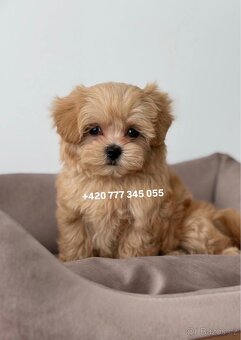 Maltipoo F1 caramel 3 měsíce 1500€‼️ Momi - 2
