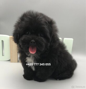 Maltipoo F1 caramel 3 měsíce 1500€‼️ Momi - 2