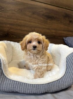 Maltipoo F1 fenka Kamila - 2