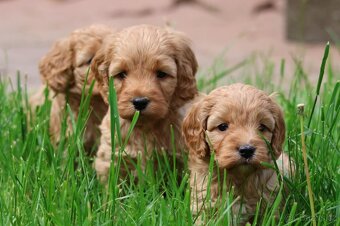 Cockapoo - 2
