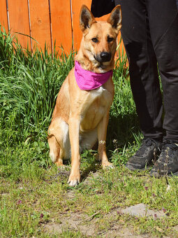 Krásna ovčanda Boženka k adopci - 2