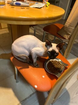 Sphynx - 2