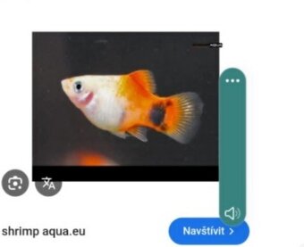 Nabízím akvarijní ryby - 2