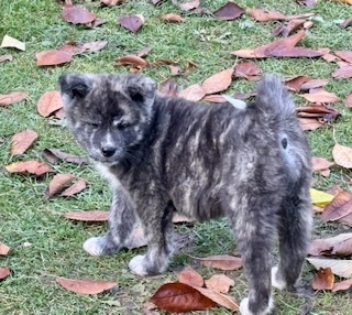 Akita inu - 2