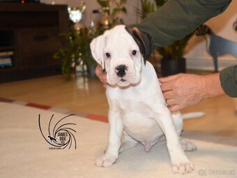 Nemecký boxer- bielý psík s PP - 2