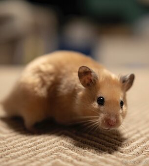 Křeček syrský - 2