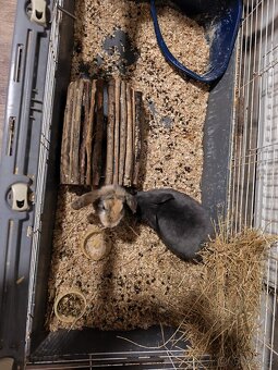 Zakrslý králíček. - 2