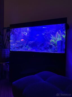 Luxusní vybavené akvárium + ryby - 2