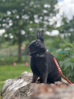 Zakrslý králík - Valkýra - 2