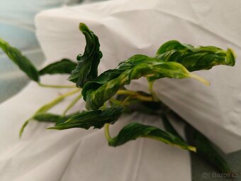 Epipremnum Shangri la- Godzilla + variegata - 2