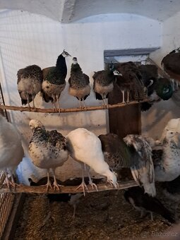 Páv korunkatý - odchov 2025 - 2