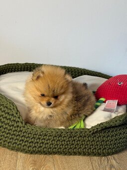 Pomeranian štěně s pp. - 2