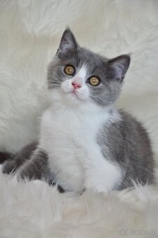Britská koťátka - 2