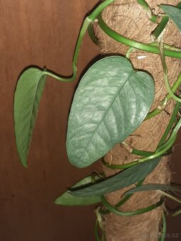 Epipremnum cebu blue - 2