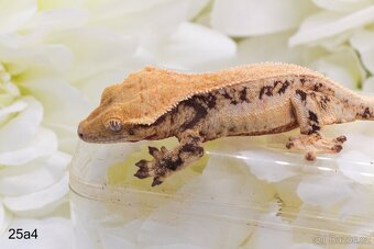 Pagekon řasnatý Rhacodactylus ciliatus Correlophus ciliatus - 2
