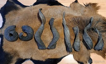 Rohy 20-40cm - 2