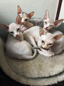 Sphynx koťátka - 2