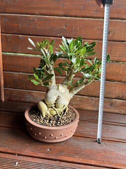 Adenium Obesum pokojová Bonsai - 2