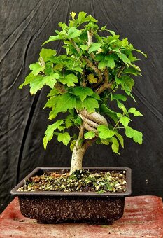 Bonsai, Bonsaj - Ibisek Syrsky 4 - 2