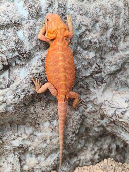 Agama vousatá VÝMĚNA - 2