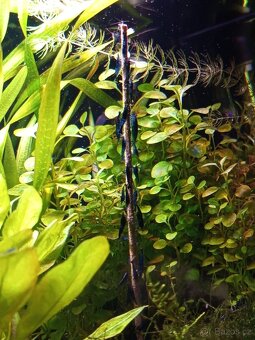 Krevetky neocaridina Blue dream - 2