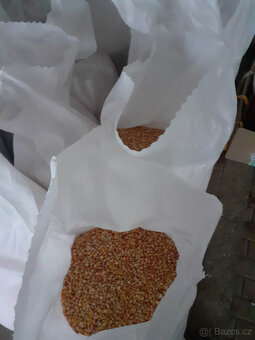 letošní kukuřice zrno - 2