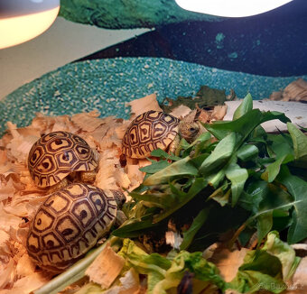 želva pardálí - 2