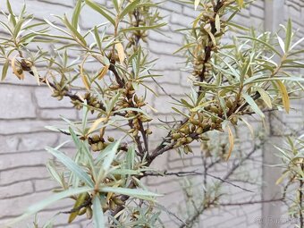 Rakytník řešetlákový BOTANIKA - 2