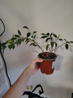 Pokojové rostliny - 2