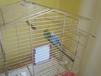 Prodám dvě andulky plus klec - 2