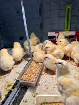 kuřata Leghorn - 2