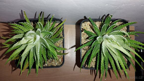Haworthia Fasciata f. White Variegated ( sukulent ) - 2