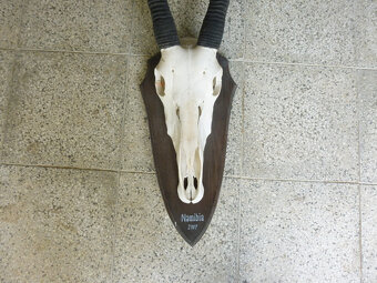 Přímorožec Oryx - 2