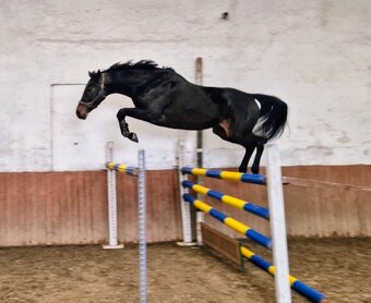 6l letá klisna CS - 2