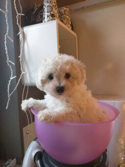 Bišonek bichon frise - 2