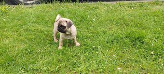 mops - 2