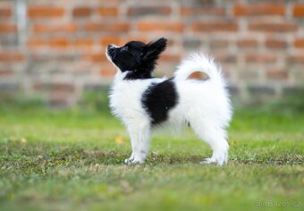 Papillon s PP - 2