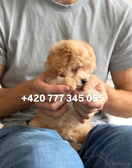 Štěňátko, chlapeček Maltipoo f1 - 2